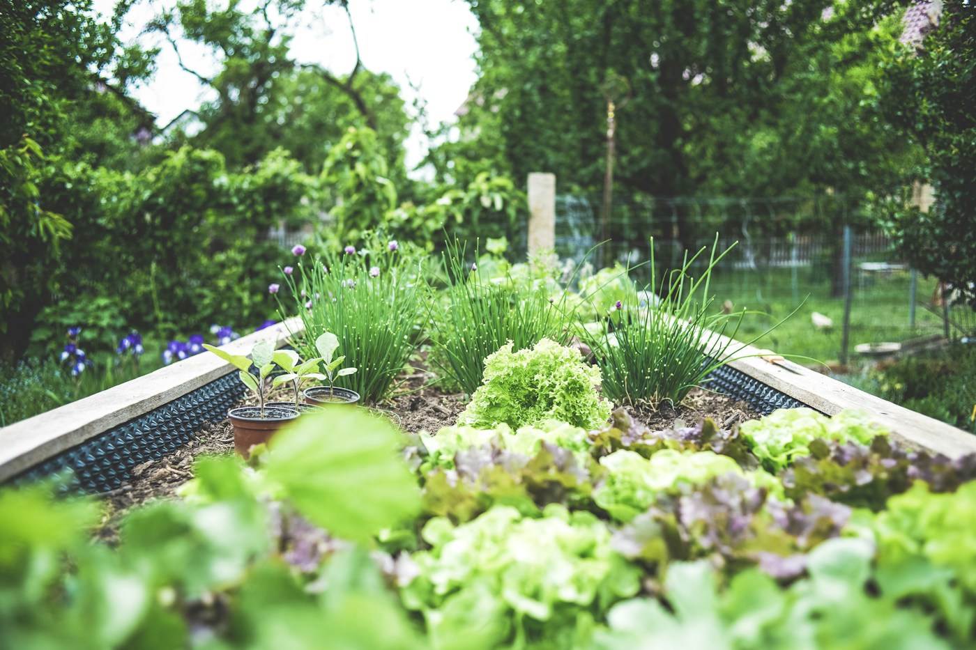 Seedlings