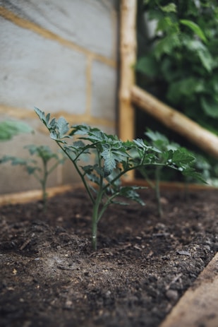 green tomato plants with proper spacing in a garden bed