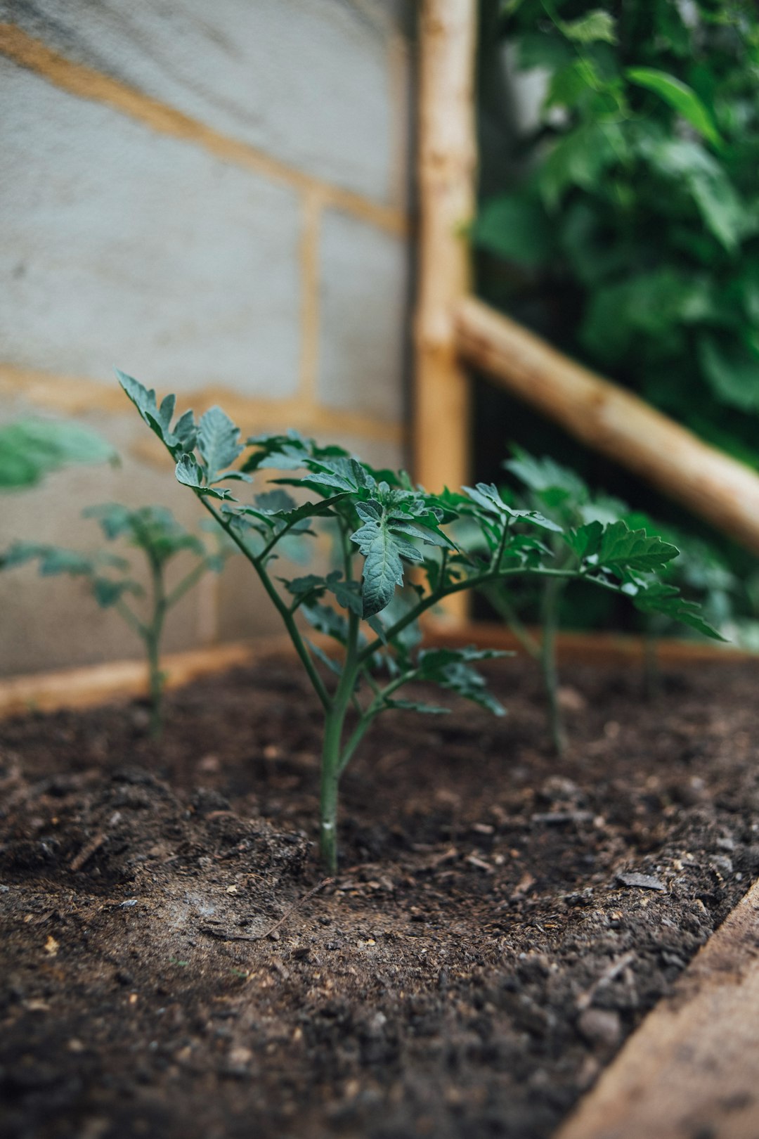 green plant on brown soil