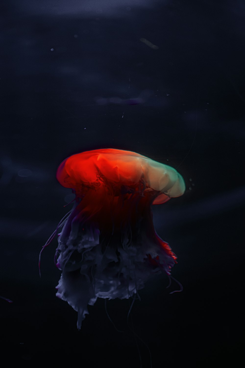 blue and red jellyfish in water