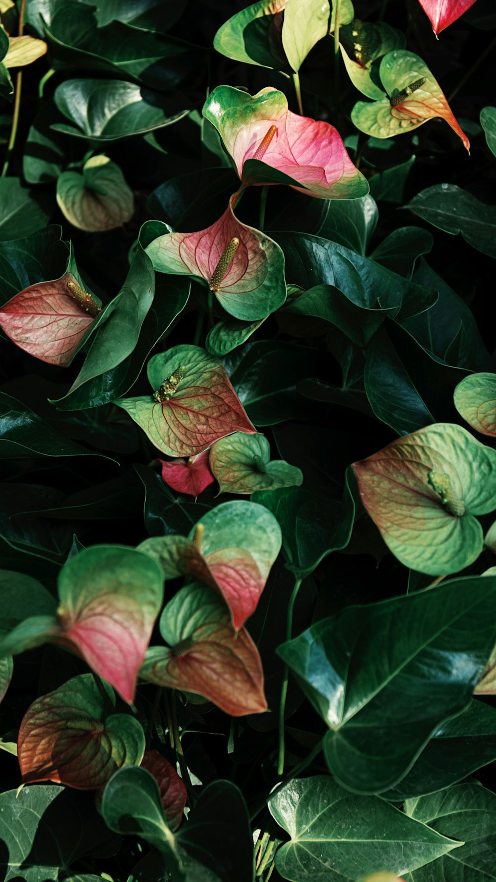 red and green leaves plant