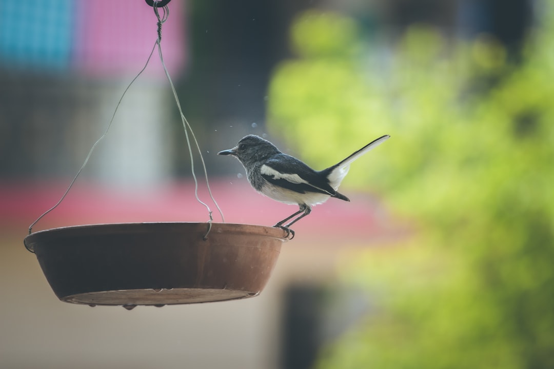 black and white bird on brown wooden bird feeder