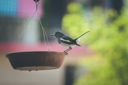 black and white bird on brown wooden bird feeder in Gandhinagar India