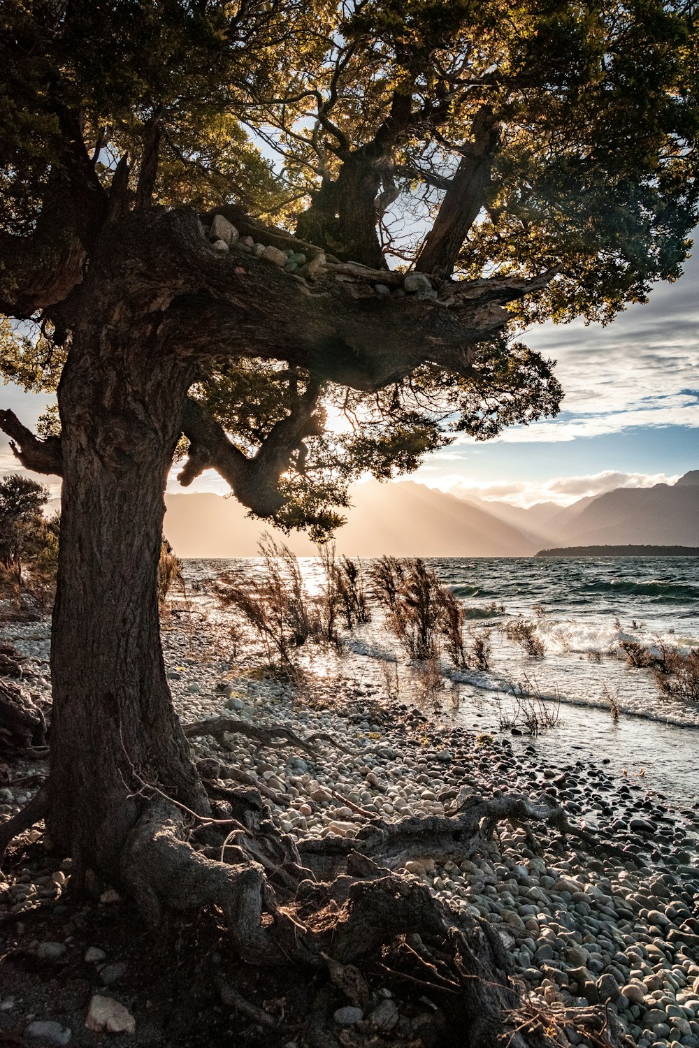 tronco d'albero marrone in riva al mare durante il giorno