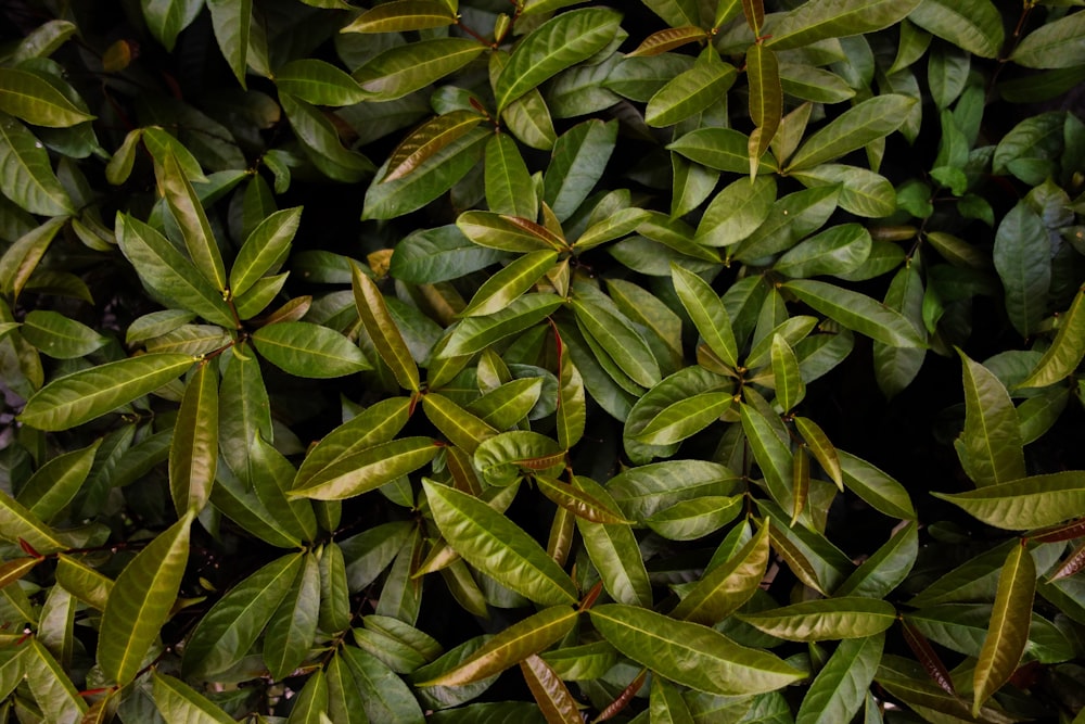 green leaves with water droplets