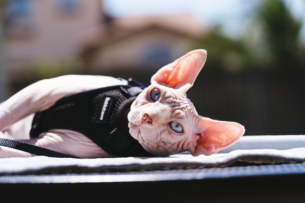 orange tabby cat lying on black and white nike athletic shoes