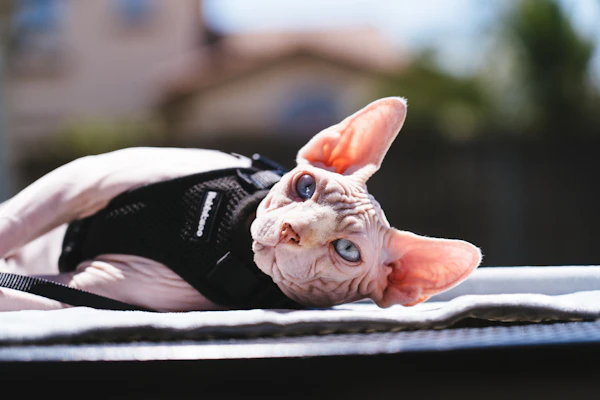 Sphynx cat