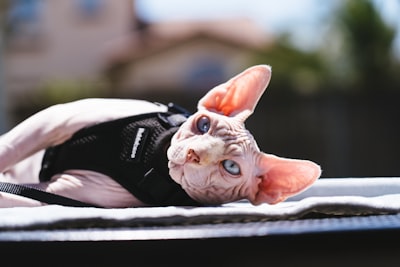orange tabby cat lying on black and white nike athletic shoes blue-eyed google meet background