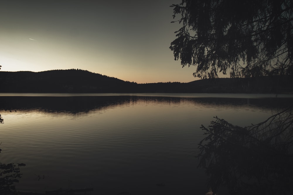 silhouette of trees near body of water during sunset