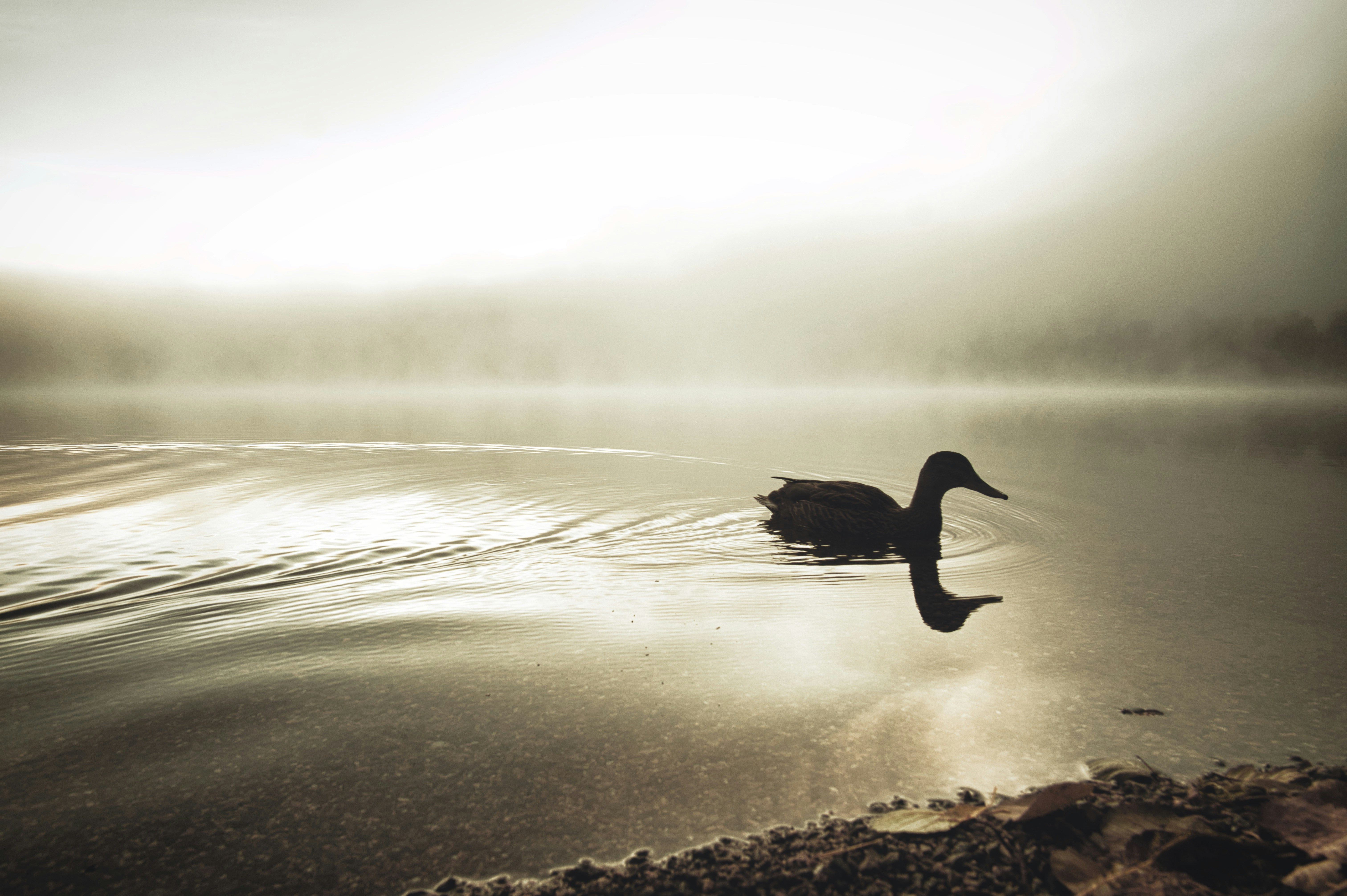 Photo by andr3z1nho