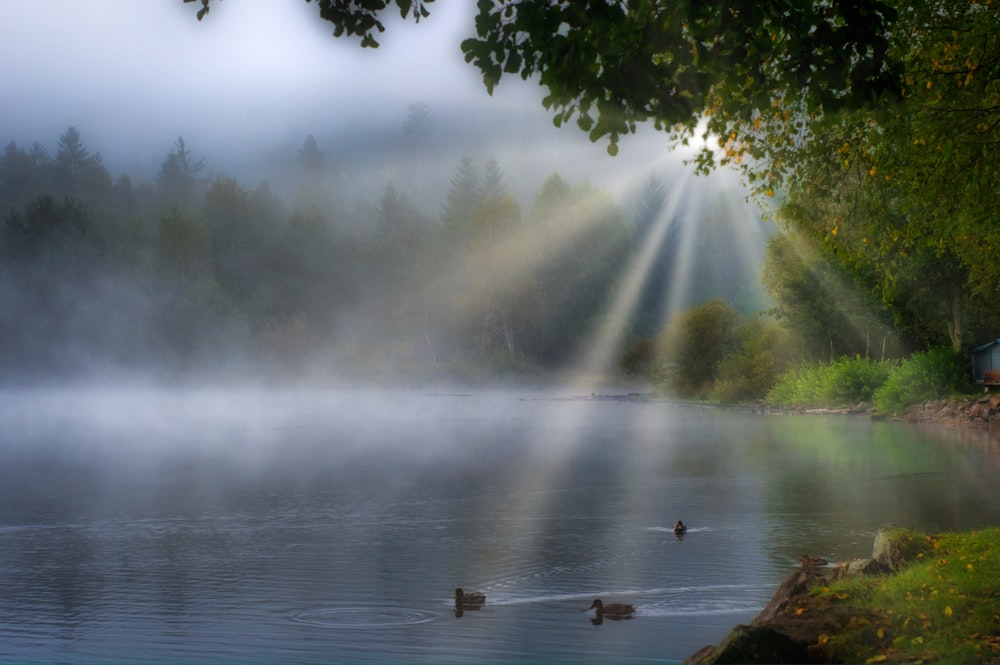 birds on water near green trees during daytime