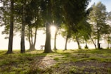 Sunlight streaming through tall trees onto a peaceful garden bench.