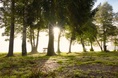 Sunlight streaming through tall trees onto a peaceful garden bench.