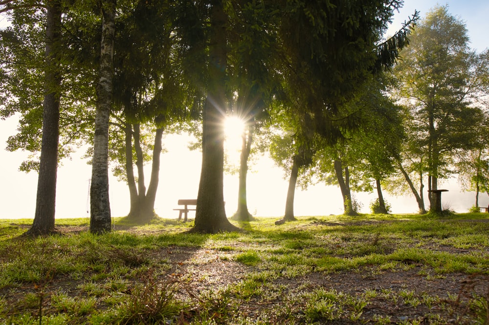 green trees on green grass field during daytime