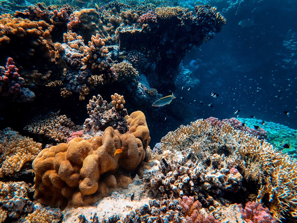 blue and white fish in water