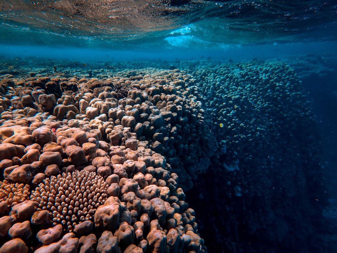 brown and black coral reef