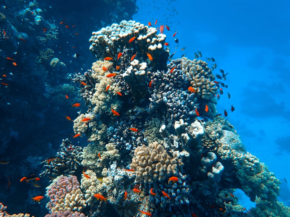 brown and black coral reef