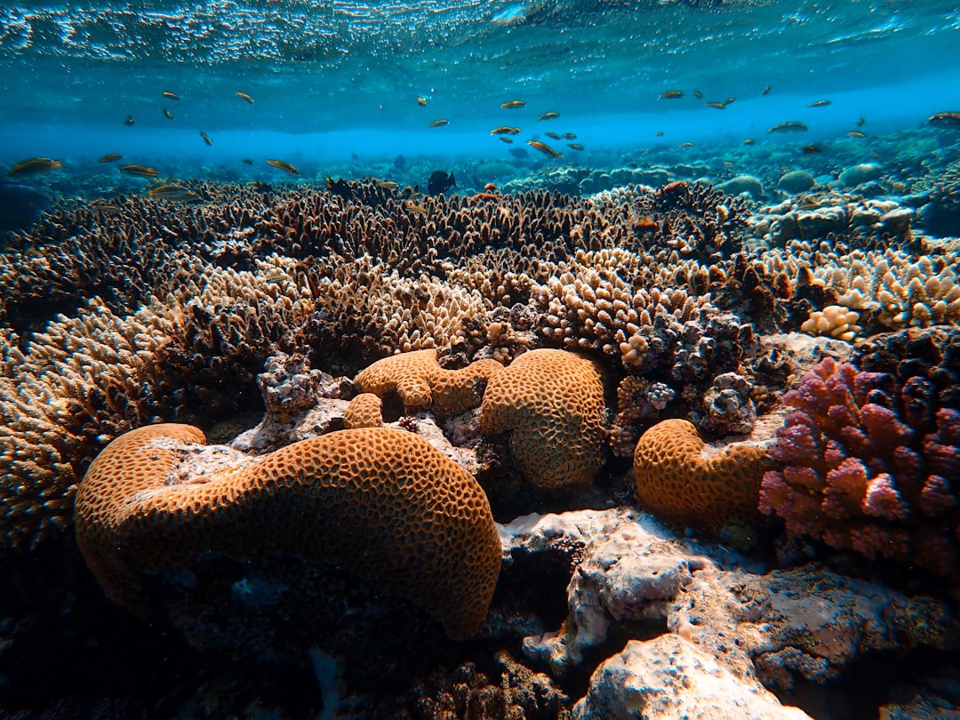 brown coral reef in sea