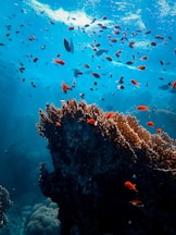 school of fish in body of water