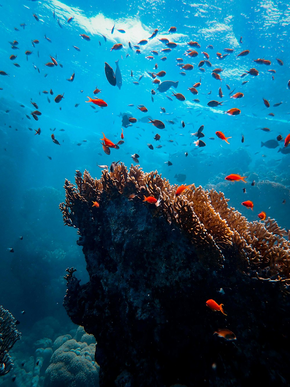 school of fish in body of water