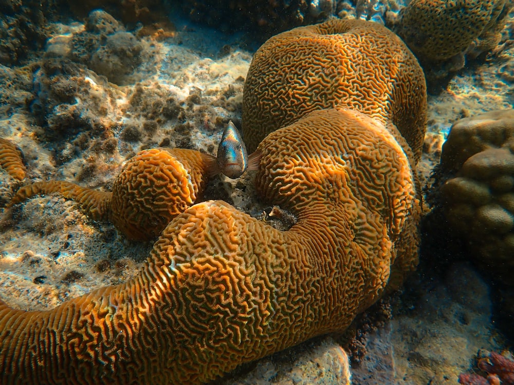 Peces azules y negros en el arrecife de coral