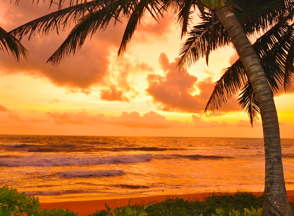 coconut tree near sea during sunset