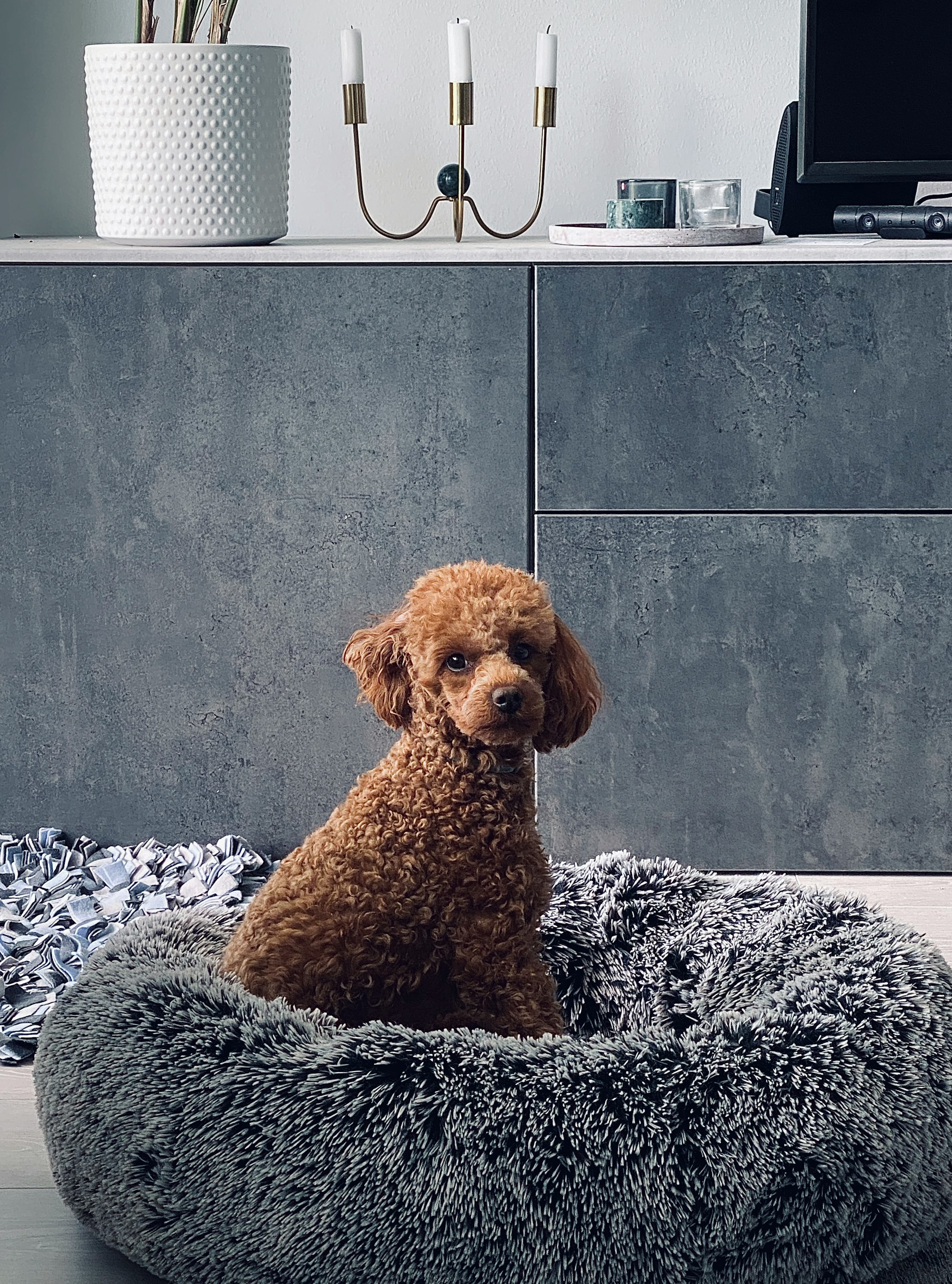 Miniature poodle sitting in his bed with grey background.