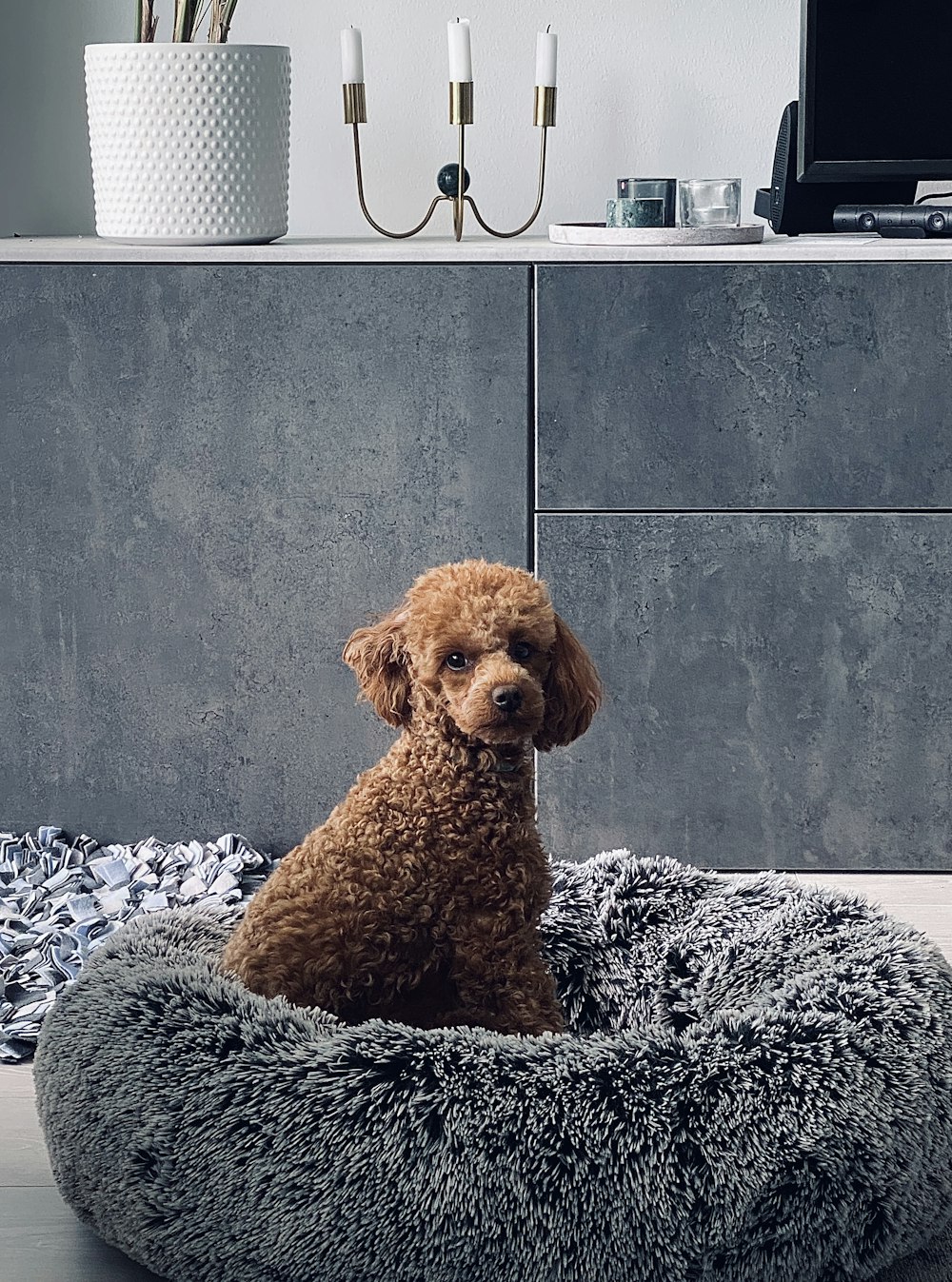brown poodle on black and white textile