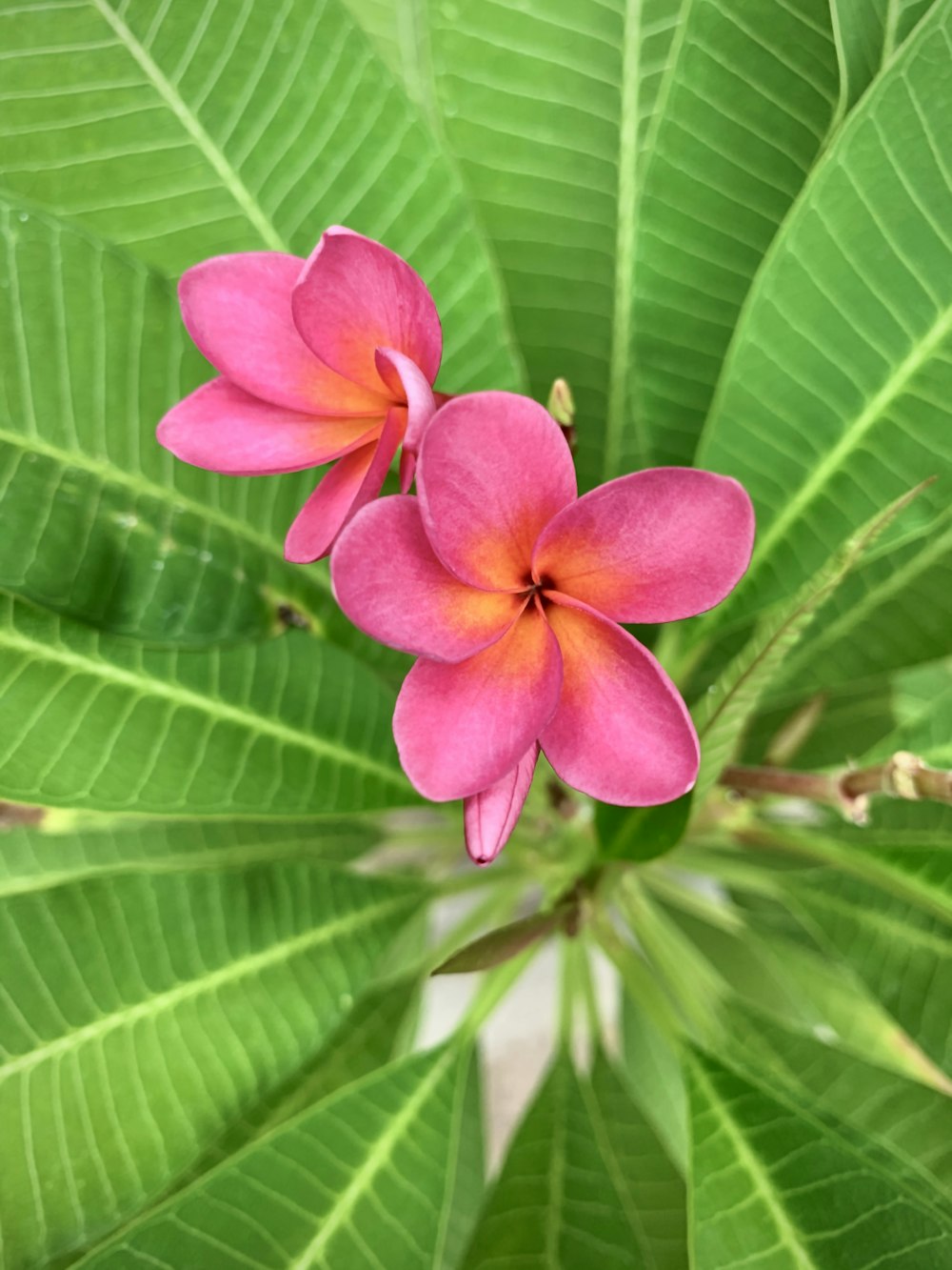 pink 5 petaled flower in bloom during daytime