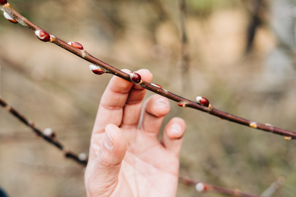 brown stem with water droplets