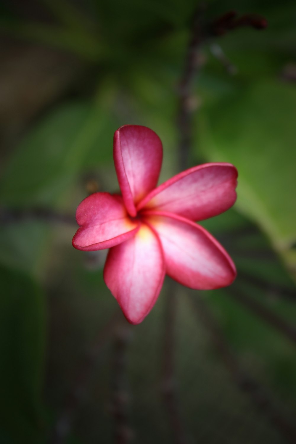 pink 5 petaled flower in bloom