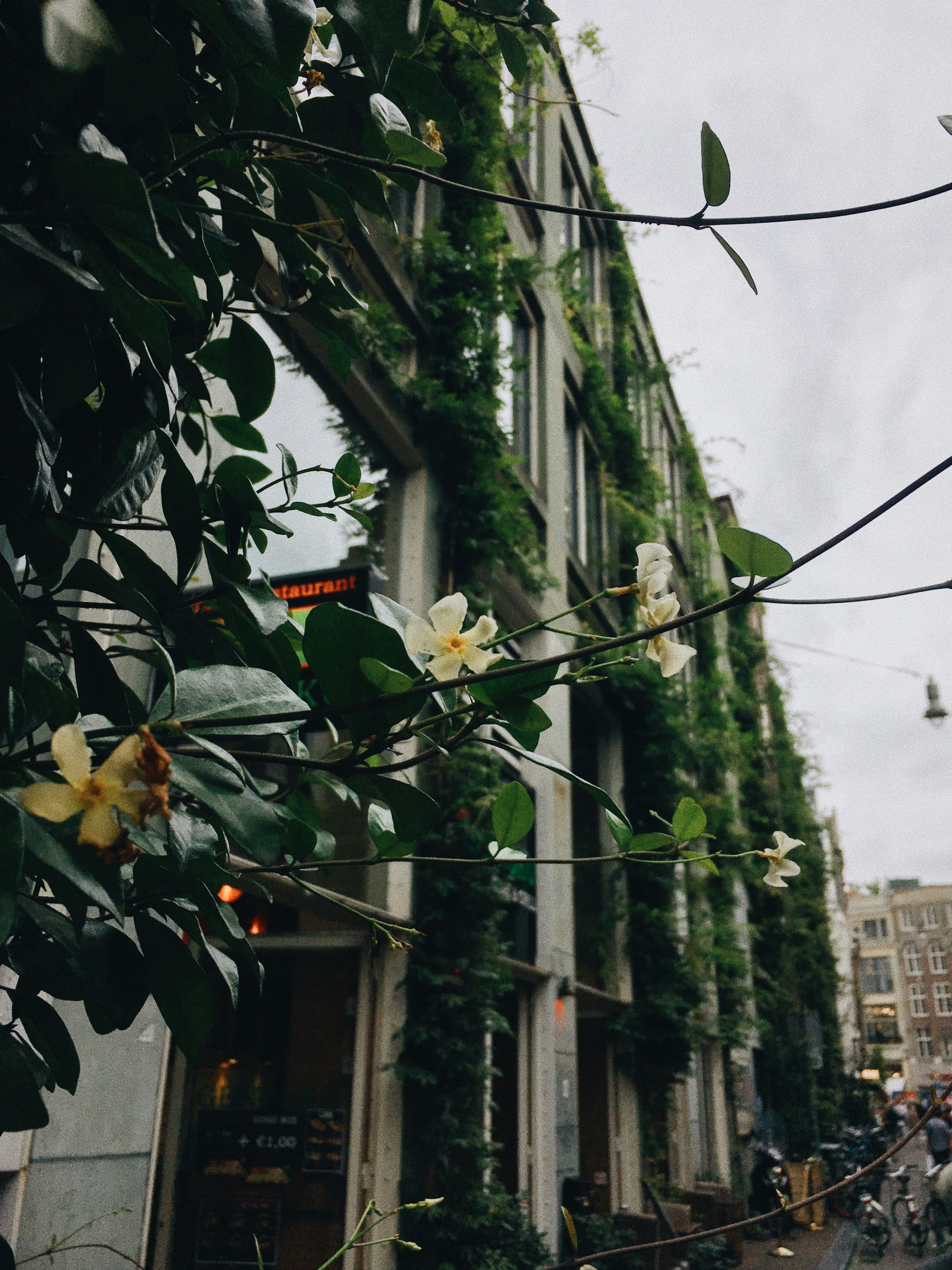 Urban gardening: Transforming concrete jungles into lush green havens
