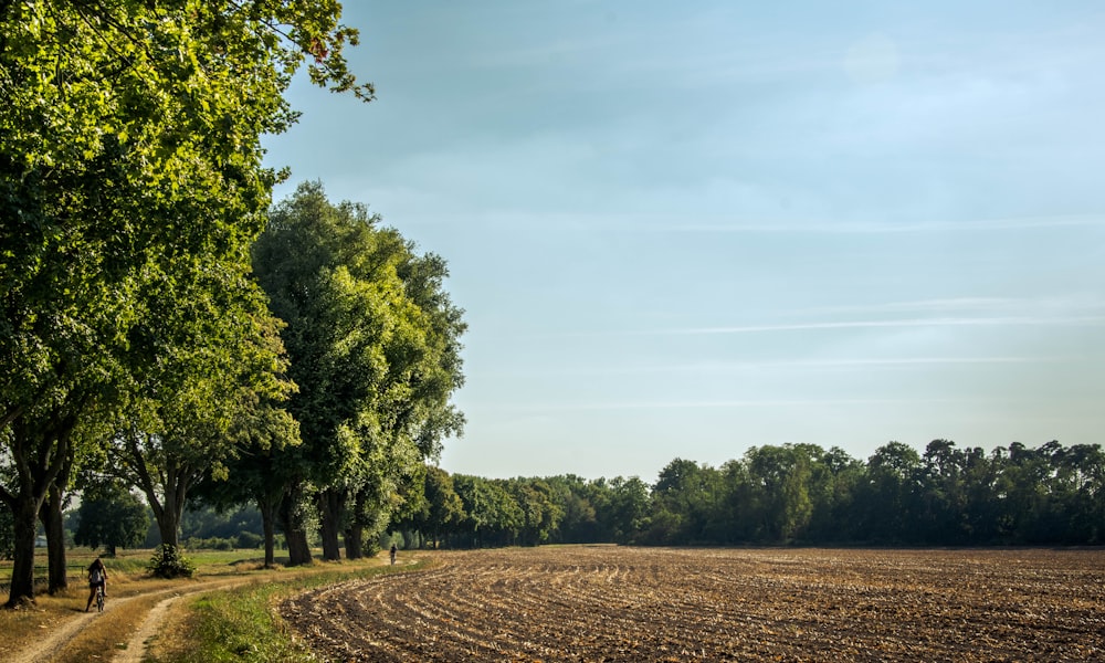 green trees under blue sky during daytime