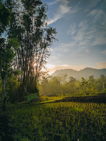 green grass field and trees during daytime