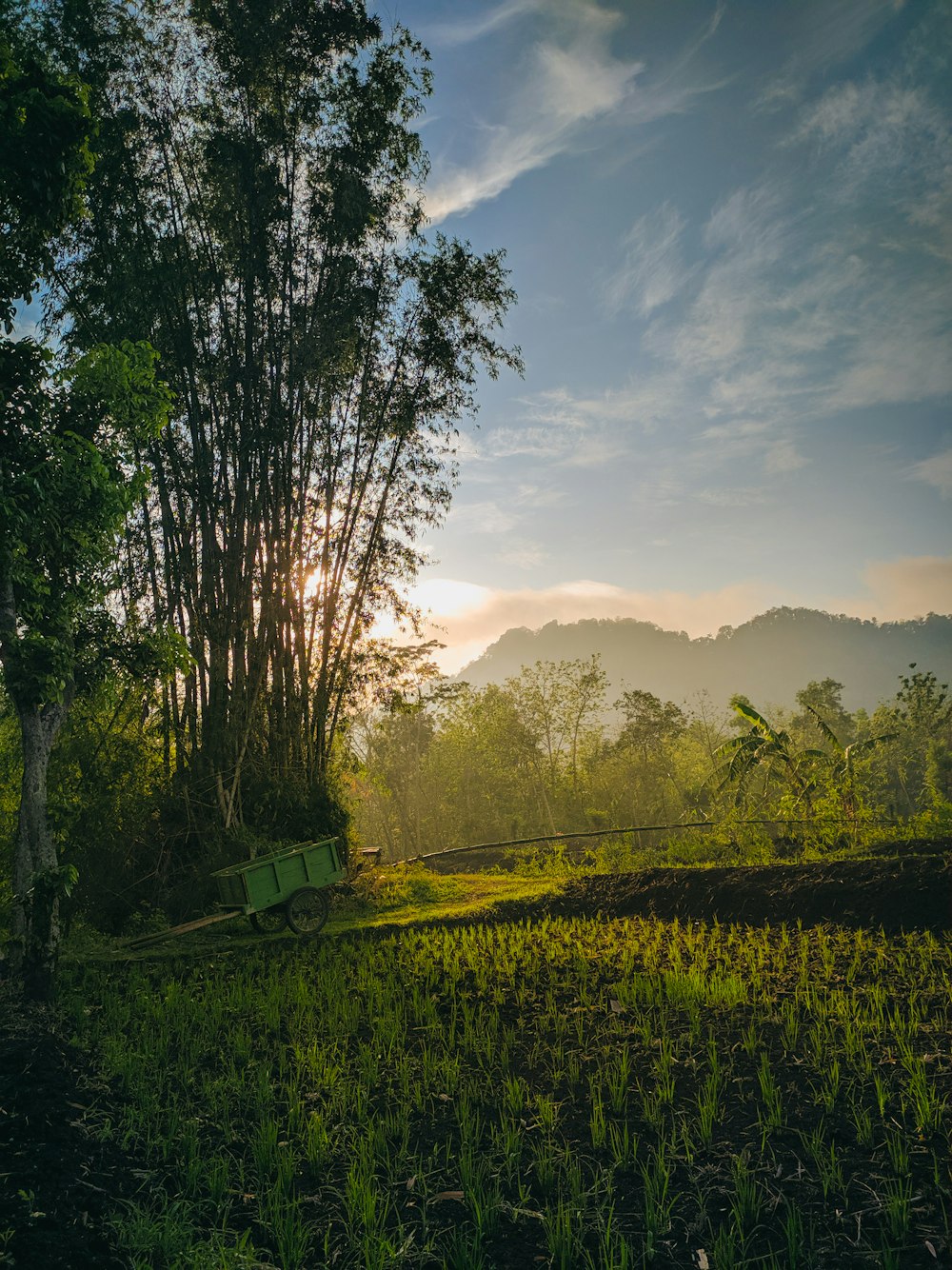 Campo de hierba verde y árboles durante el día