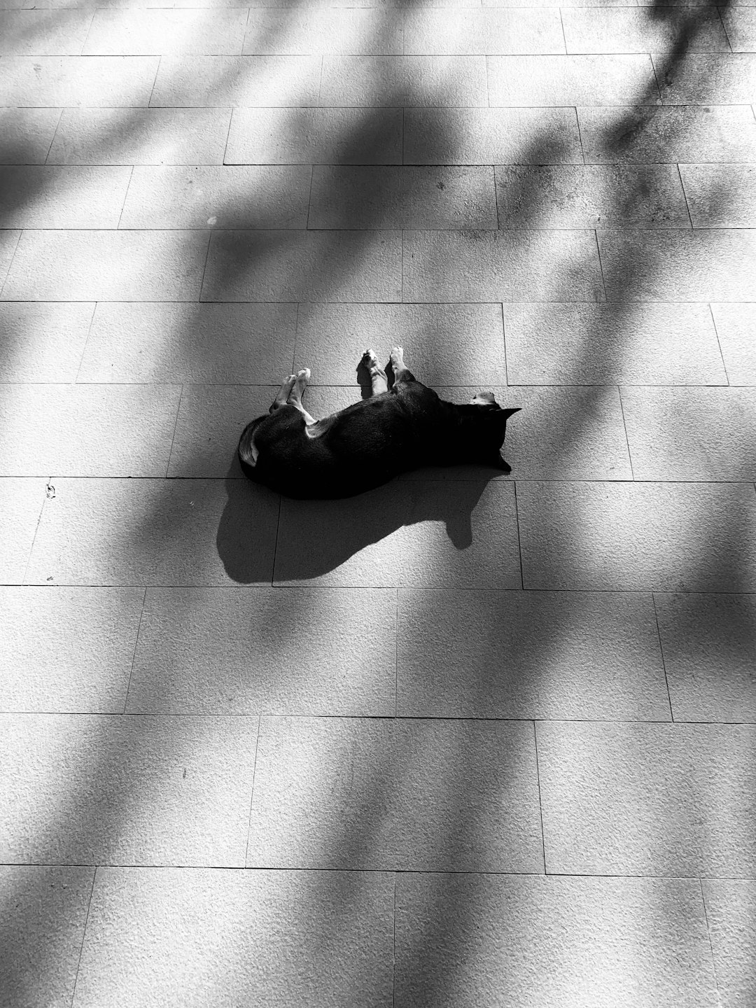 grayscale photo of cat lying on floor