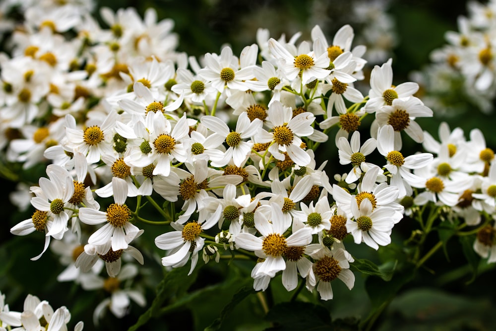 white and yellow flowers in tilt shift lens