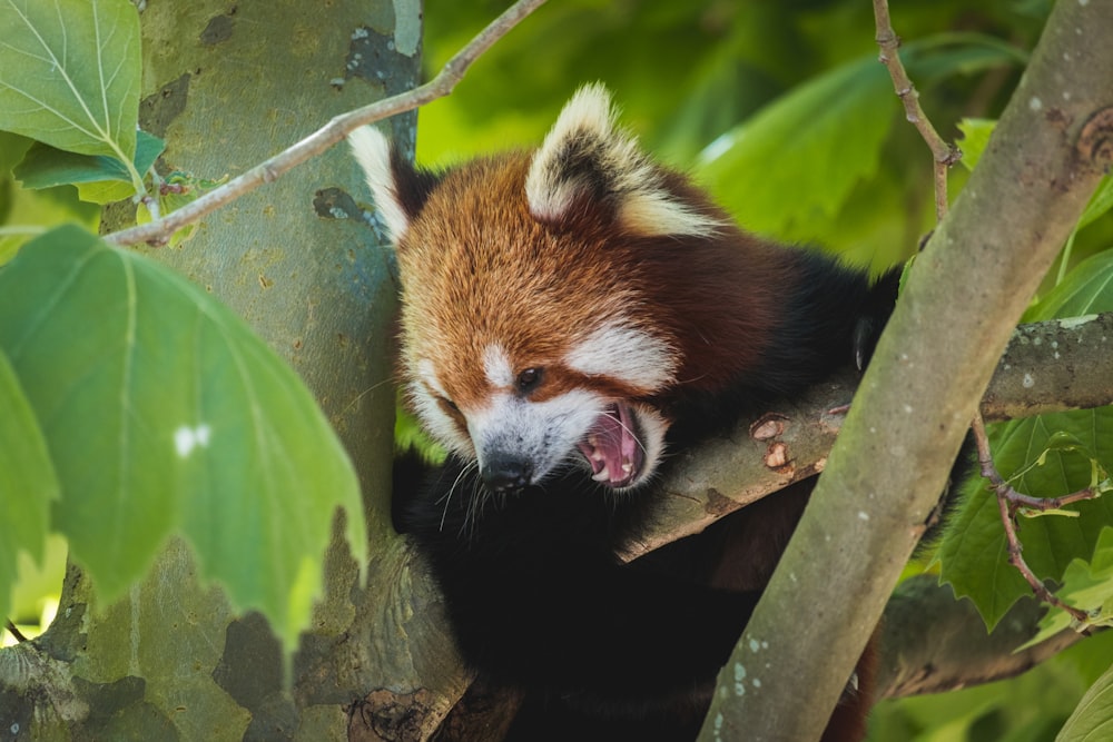 brown and white animal on tree branch