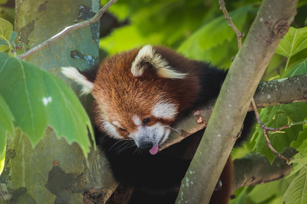 brown and white animal on tree branch