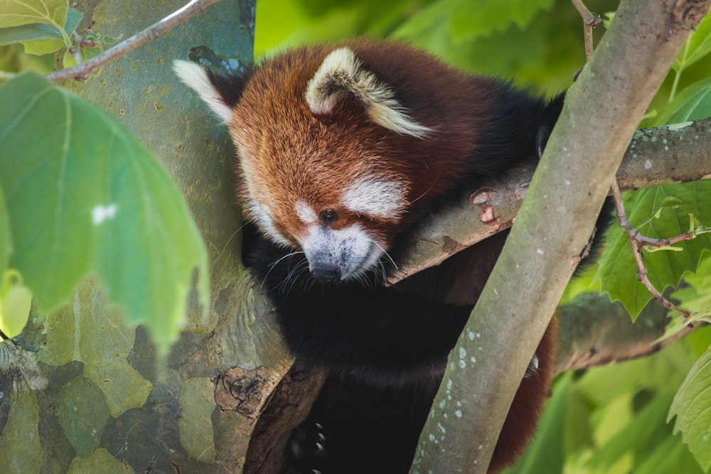 red panda on tree branch during daytime