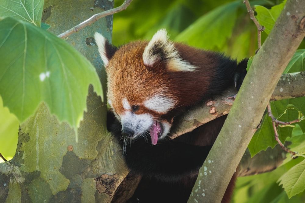 red panda on green tree branch