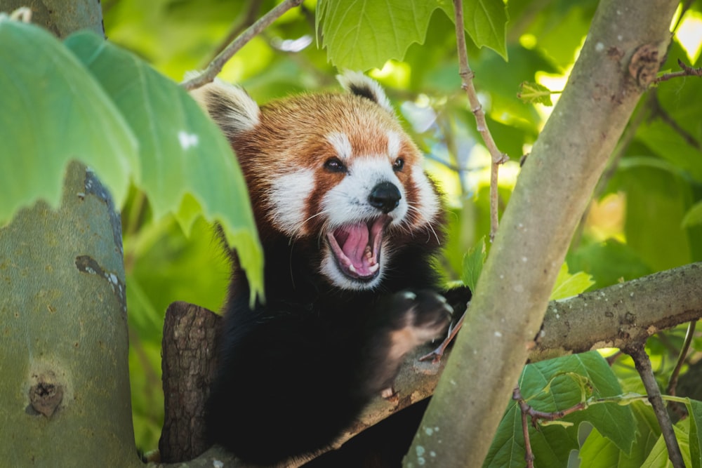 brown and white bear on tree branch during daytime