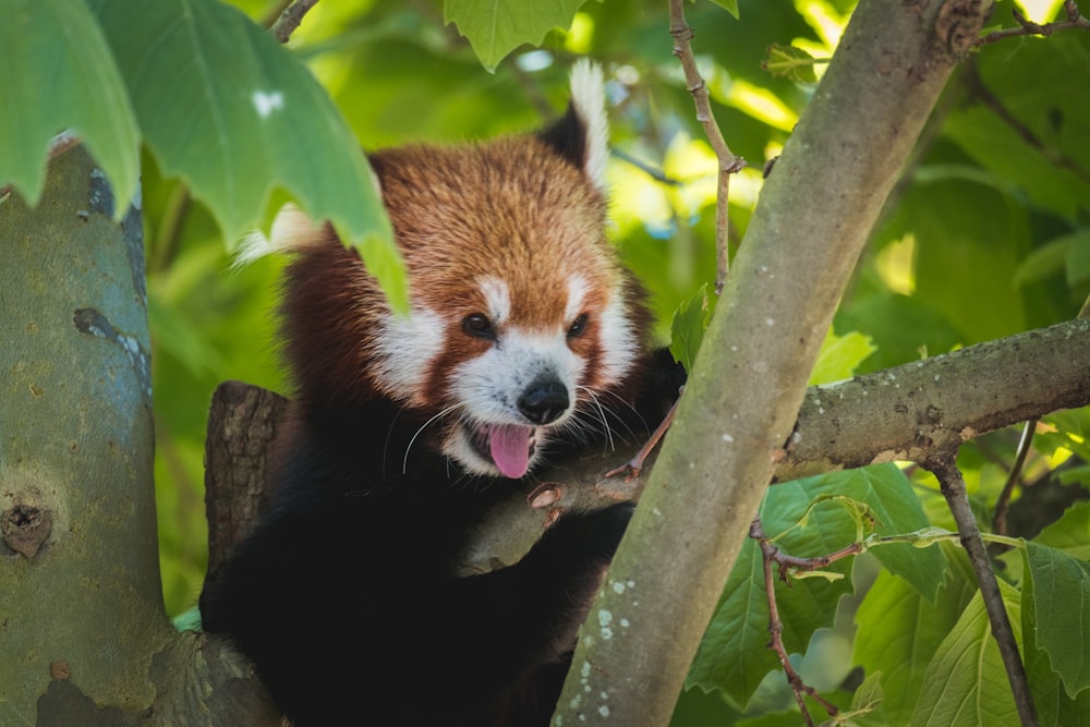 red panda on tree branch during daytime