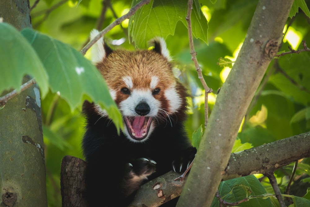 red panda on tree branch during daytime