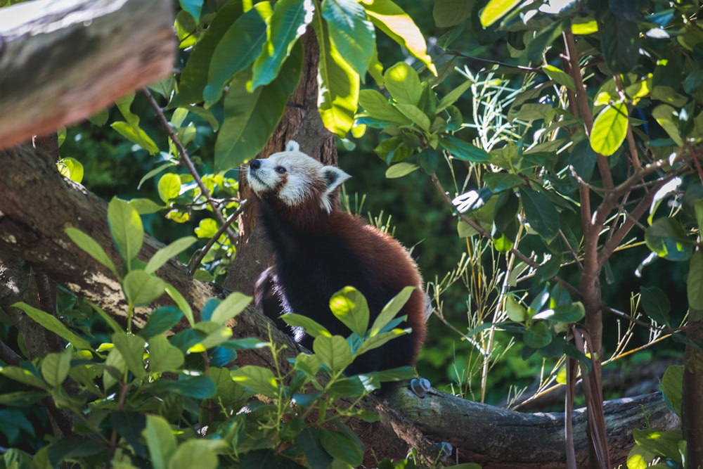 brown and white bear on tree branch