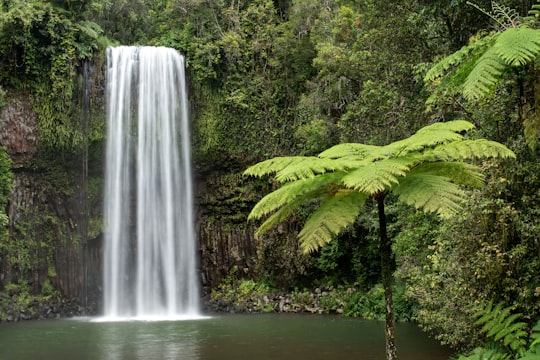waterfalls in the middle of green trees in Millaa Millaa Falls Australia