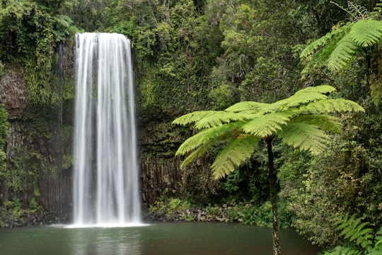 Millaa Millaa Falls things to do in Mena Creek