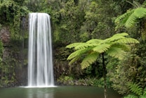 A picturesque waterfall cascades over a rocky cliff into a tranquil pool surrounded by lush greenery. Ferns and dense foliage frame the scene, creating a serene and natural setting.