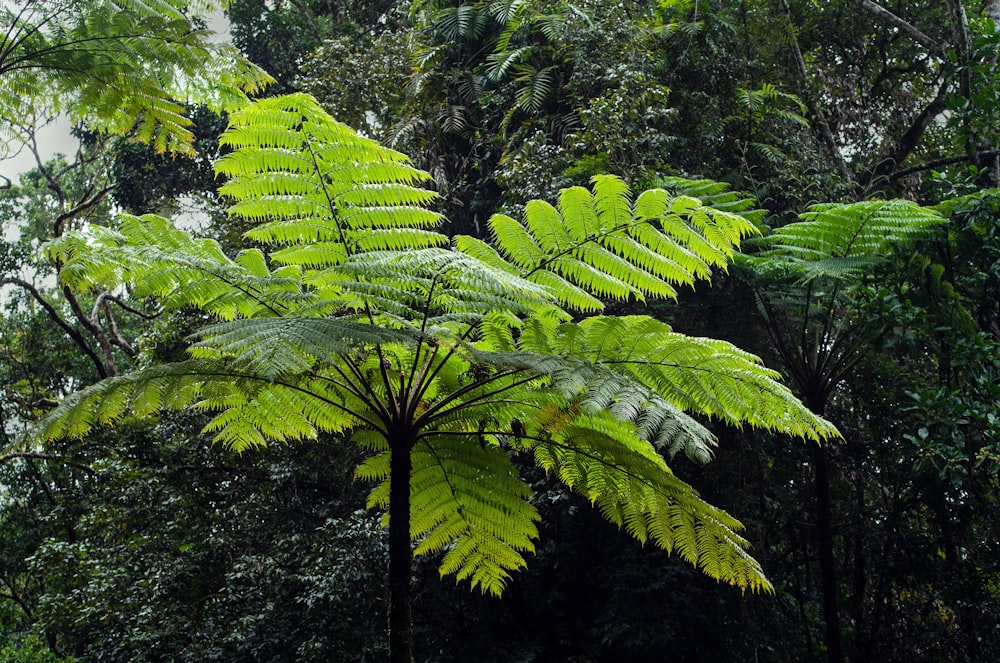 green fern plant during daytime