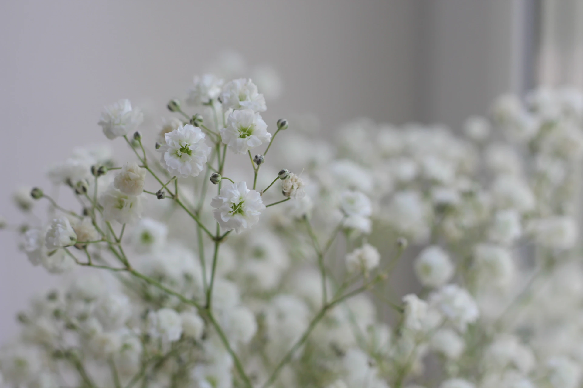 white flowers in tilt shift lens